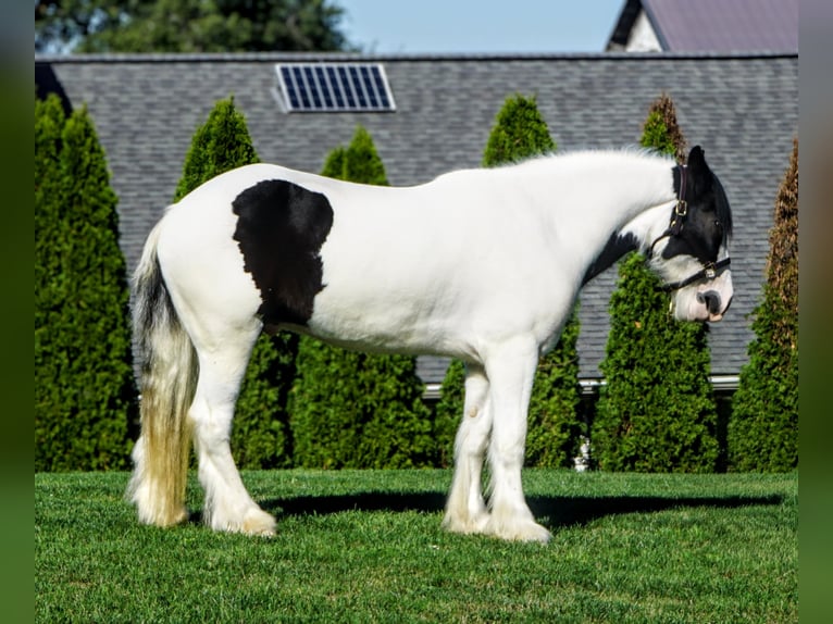 Gypsy Horse Gelding 3 years 15,2 hh in Uhrichsville, OH Gypsy Horse Gelding 3 years 15,2 hh in Uhrichsville, OH