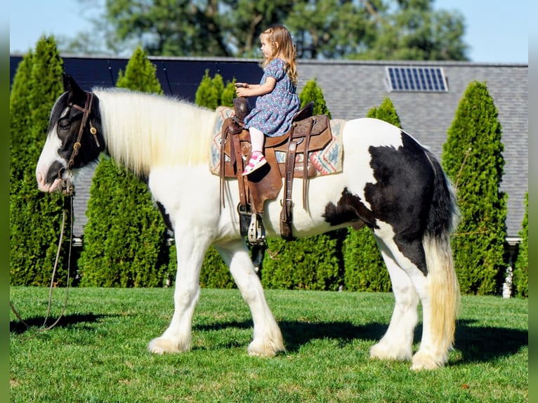 Gypsy Horse Gelding 3 years 15,2 hh in Uhrichsville, OH Gypsy Horse Gelding 3 years 15,2 hh in Uhrichsville, OH