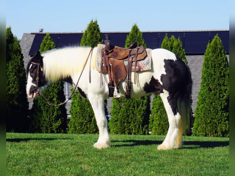 Gypsy Horse Gelding 3 years 15,2 hh in Uhrichsville, OH Gypsy Horse Gelding 3 years 15,2 hh in Uhrichsville, OH