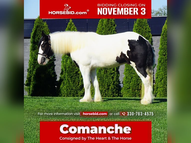 Gypsy Horse Gelding 3 years 15,2 hh in Uhrichsville, OH