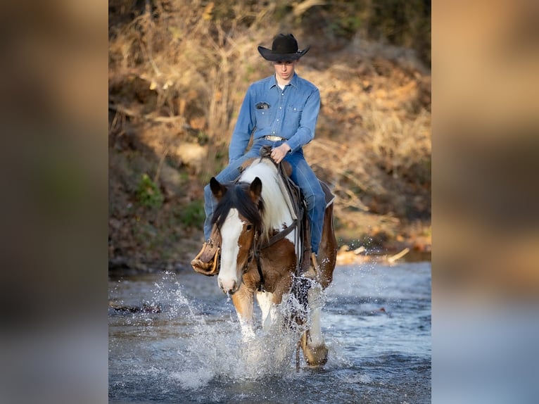 Gypsy Horse Mix Gelding 3 years 15,3 hh Pinto in Auburn