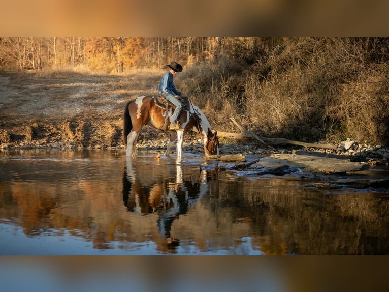 Gypsy Horse Mix Gelding 3 years 15,3 hh Pinto in Auburn