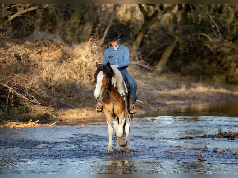 Gypsy Horse Mix Gelding 3 years 15,3 hh Pinto in Auburn