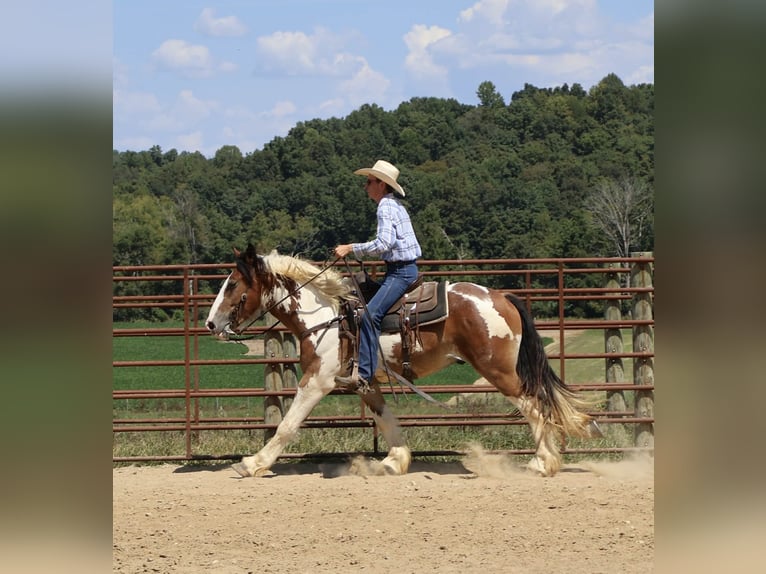 Gypsy Horse Mix Gelding 3 years 15,3 hh Pinto in Auburn