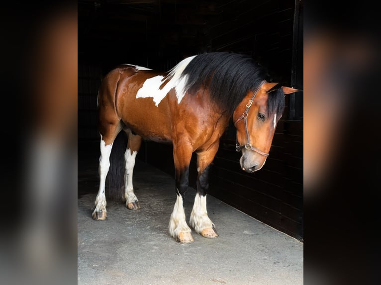 Gypsy Horse Mix Gelding 3 years Pinto in Allentown