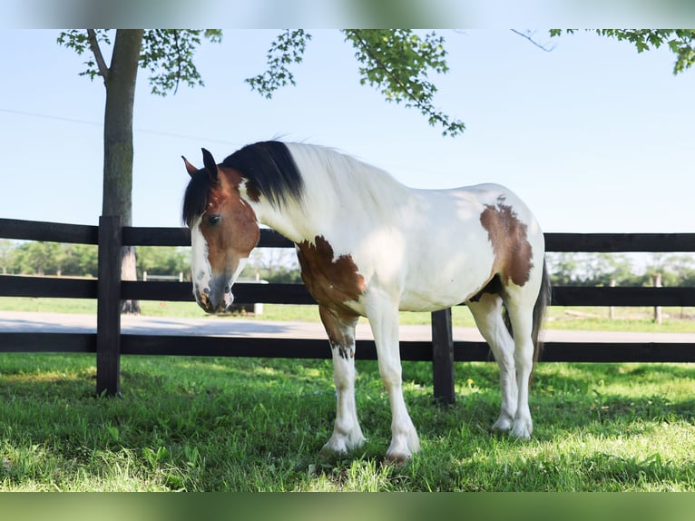 Gypsy Horse Mix Gelding 3 years Pinto in Waterloo
