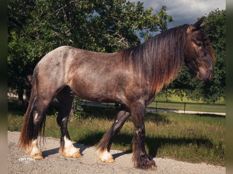 Gypsy Horse Mix Gelding 3 years Roan-Blue in Jacksboro