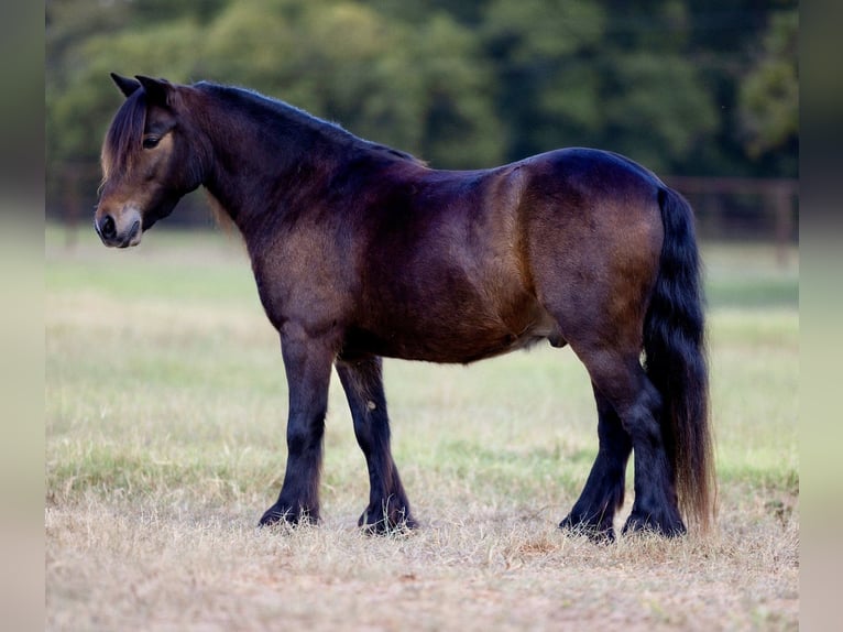 Gypsy Horse Mix Gelding 4 years 10,1 hh Bay in Weatherford