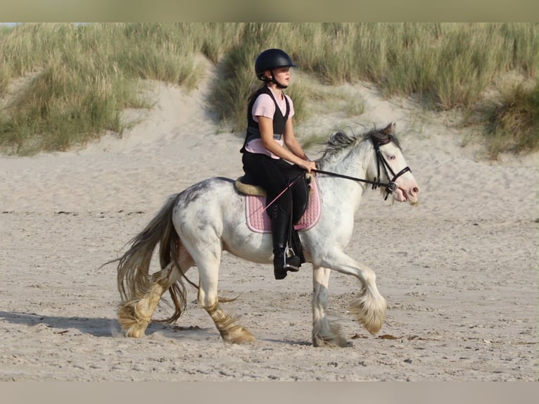 Gypsy Horse Gelding 4 years 11.2 hh  in Pepingen