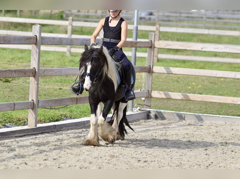 Gypsy Horse Gelding 4 years 11,2 hh Pinto in Bogaarden