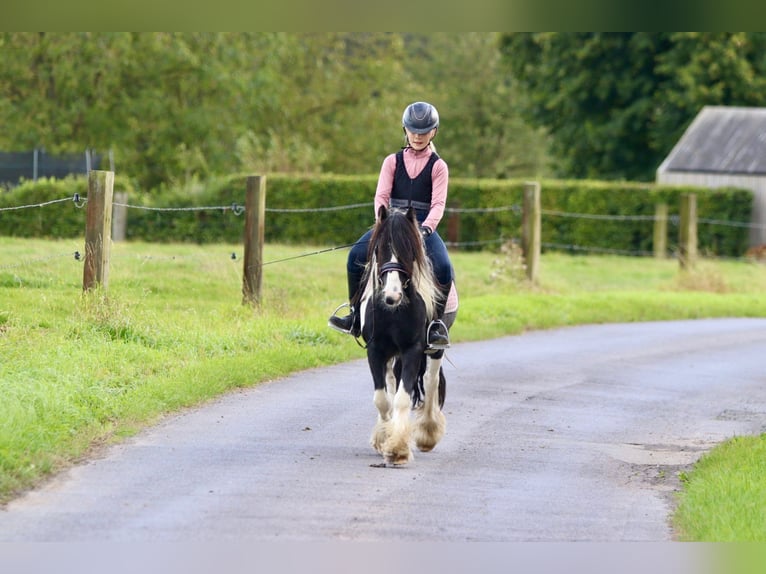 Gypsy Horse Gelding 4 years 11,2 hh Pinto in Bogaarden