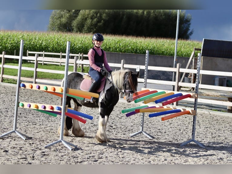 Gypsy Horse Gelding 4 years 11,2 hh Pinto in Bogaarden