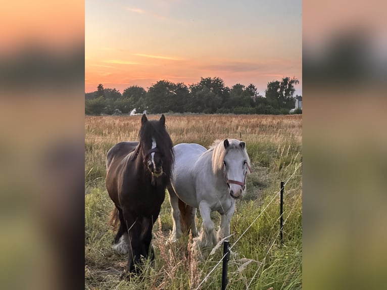 Gypsy Horse Mix Gelding 4 years 11,2 hh Grey in Leipzig