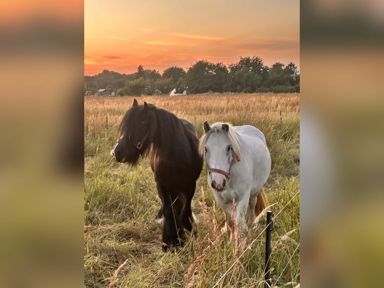 Gypsy Horse Mix Gelding 4 years 11,2 hh Grey in Leipzig