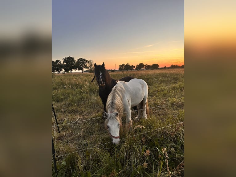 Gypsy Horse Mix Gelding 4 years 11,2 hh Grey in Leipzig