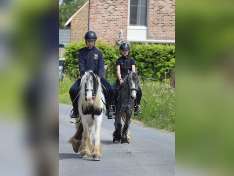 Gypsy Horse Gelding 4 years 11,3 hh Gray-Dapple in Bogaarden