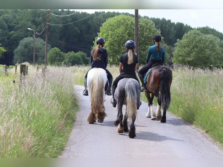Gypsy Horse Gelding 4 years 11,3 hh Gray-Dapple in Bogaarden