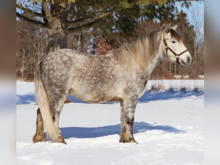 Gypsy Horse Gelding 4 years 12.2 hh Grey in Howell