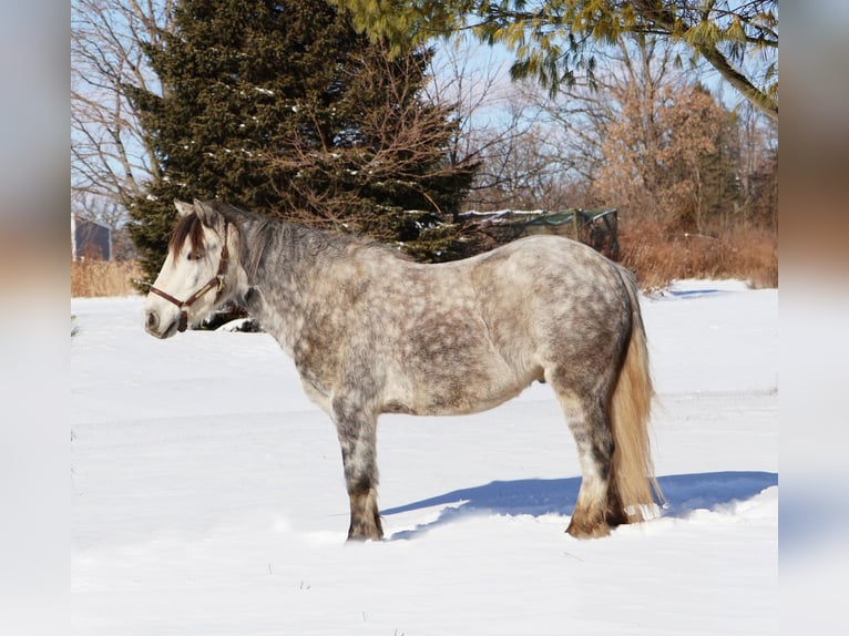 Gypsy Horse Gelding 4 years 12.2 hh Grey in Howell
