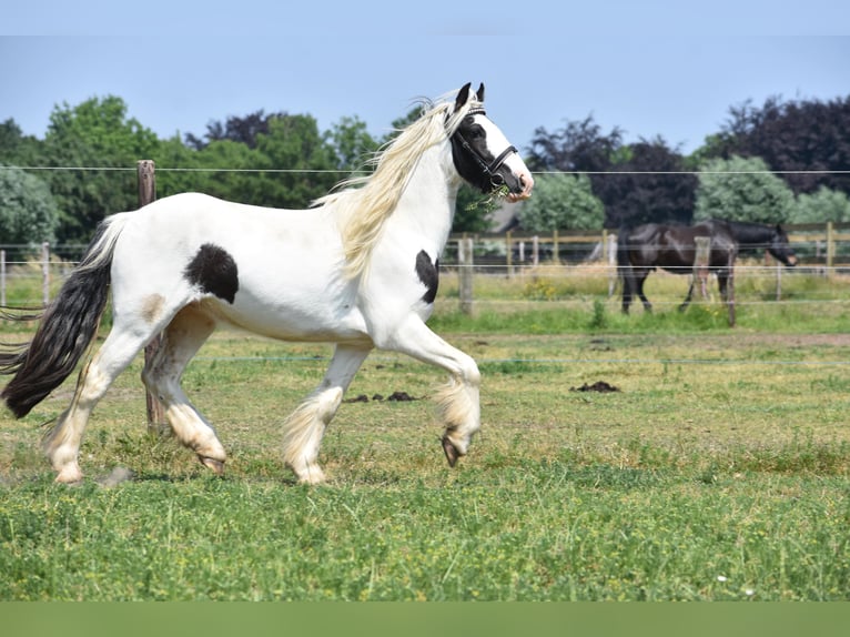 Gypsy Horse Gelding 4 years 12,2 hh Pinto in Achtmaal