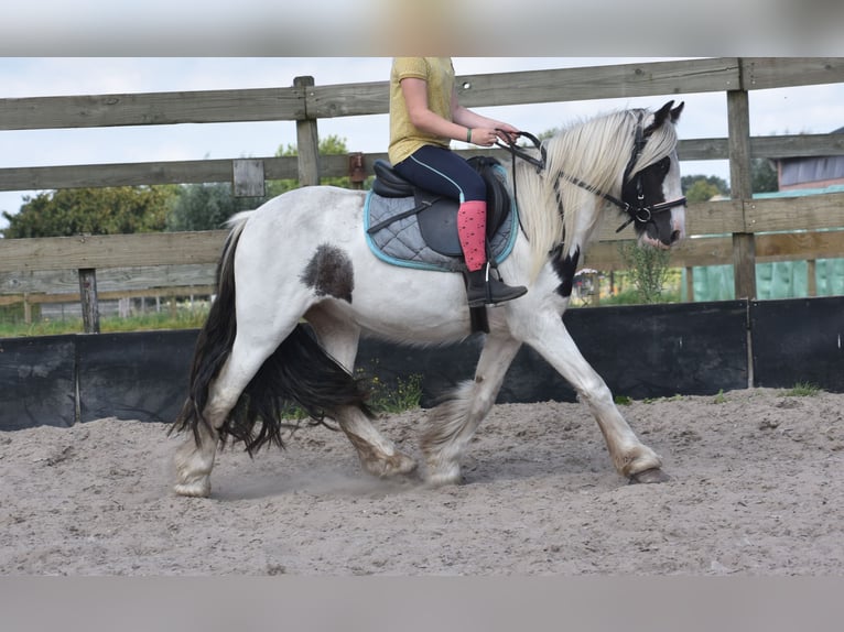 Gypsy Horse Gelding 4 years 12,2 hh Pinto in Achtmaal