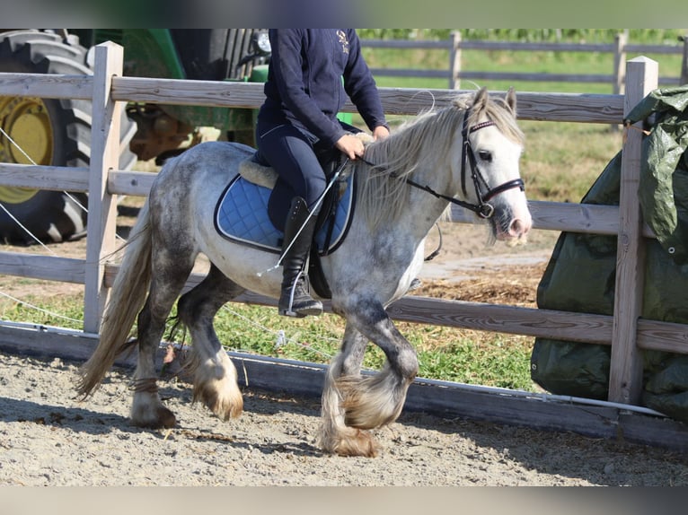 Gypsy Horse Gelding 4 years 12 hh Grey-Blue-Tan in Bogaarden