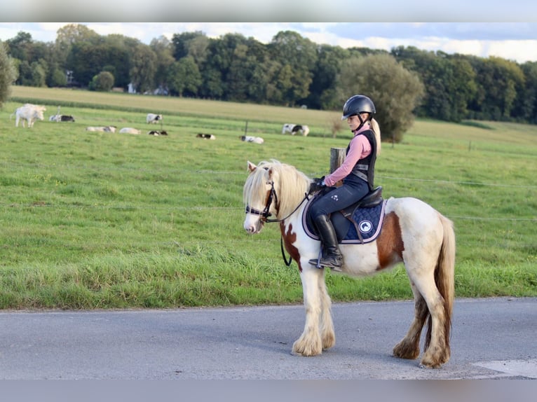 Gypsy Horse Gelding 4 years 12 hh Pinto in Bogaarden