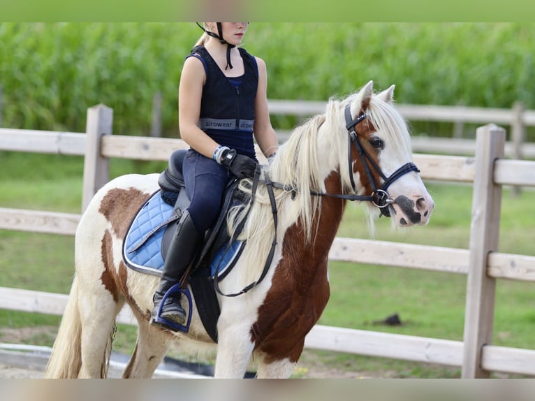 Gypsy Horse Gelding 4 years 12 hh Pinto in Bogaarden