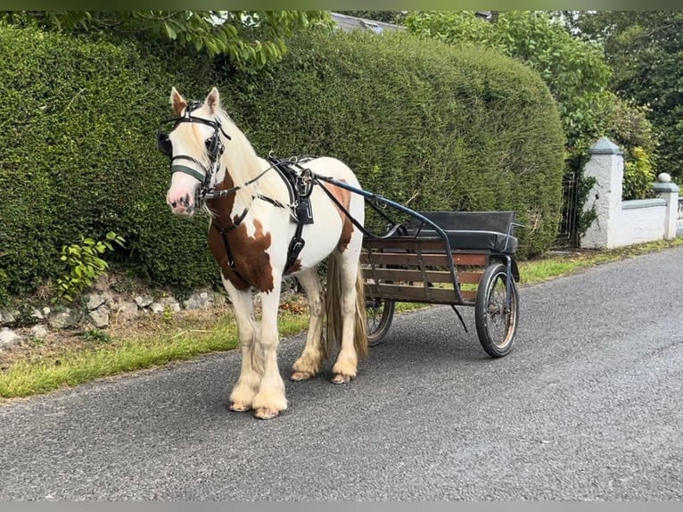 Gypsy Horse Gelding 4 years 12 hh Pinto in Bogaarden