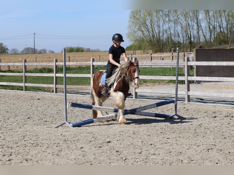 Gypsy Horse Gelding 4 years 12 hh Pinto in Pepingen