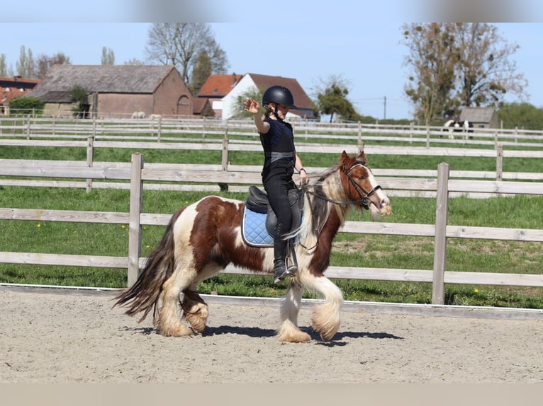 Gypsy Horse Gelding 4 years 12 hh Pinto in Pepingen