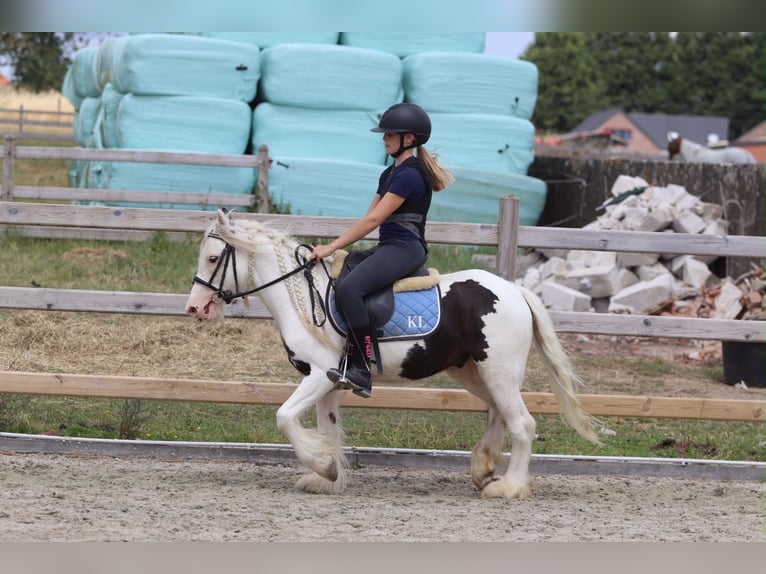 Gypsy Horse Gelding 4 years 12 hh Pinto in Pepingen