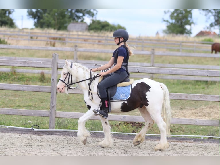 Gypsy Horse Gelding 4 years 12 hh Pinto in Pepingen