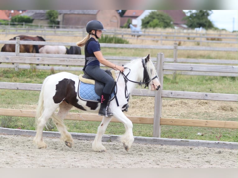 Gypsy Horse Gelding 4 years 12 hh Pinto in Pepingen