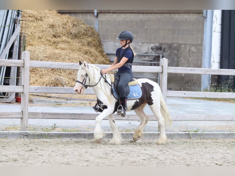 Gypsy Horse Gelding 4 years 12 hh Pinto in Pepingen