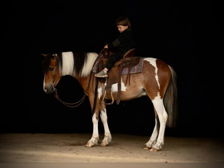 Gypsy Horse Gelding 4 years 12 hh in Rebersburg, PA