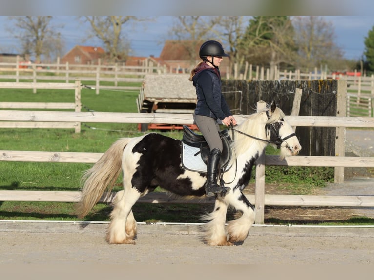 Gypsy Horse Gelding 4 years 12,1 hh Pinto in Bogaarden