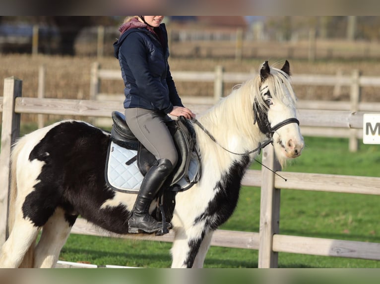 Gypsy Horse Gelding 4 years 12,1 hh Pinto in Bogaarden