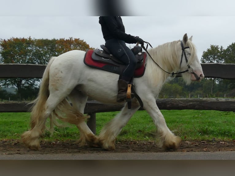 Gypsy Horse Gelding 4 years 12,2 hh Champagne in Lathen