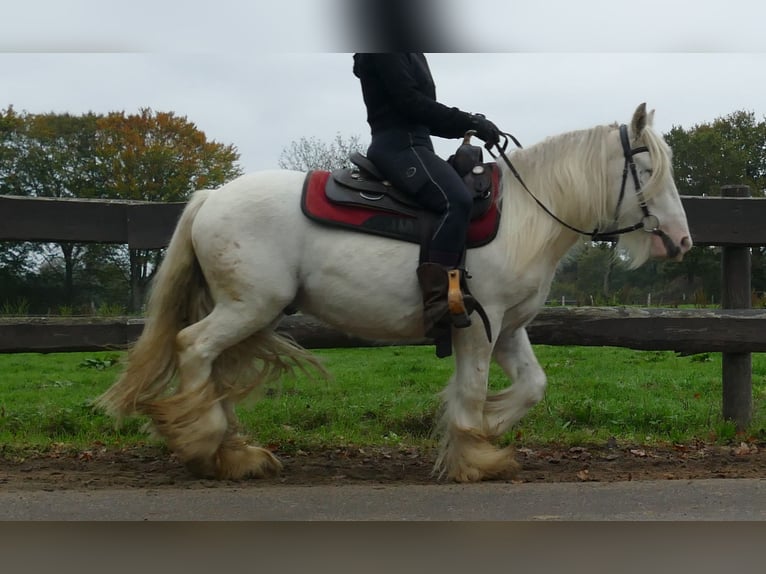Gypsy Horse Gelding 4 years 12,2 hh Champagne in Lathen