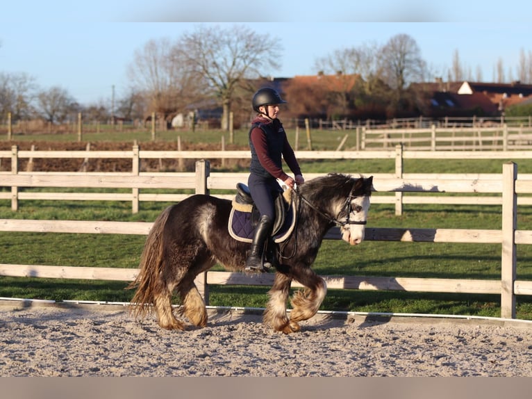 Gypsy Horse Gelding 4 years 12,2 hh Dunalino in Pepingen