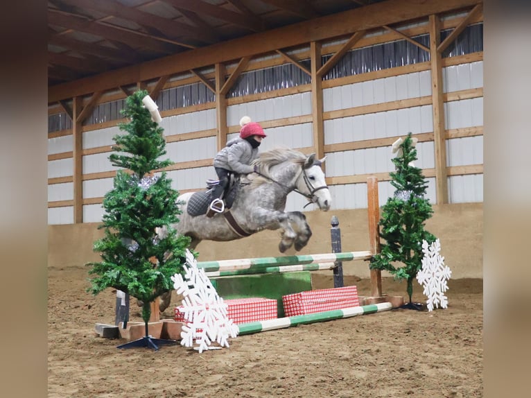 Gypsy Horse Gelding 4 years 12,2 hh Grey in Howell