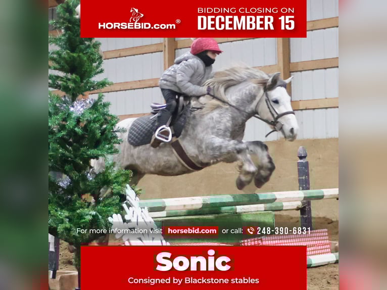 Gypsy Horse Gelding 4 years 12,2 hh Grey in Howell