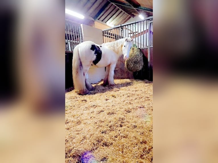 Gypsy Horse Gelding 4 years 12,2 hh Pinto in Westbroek