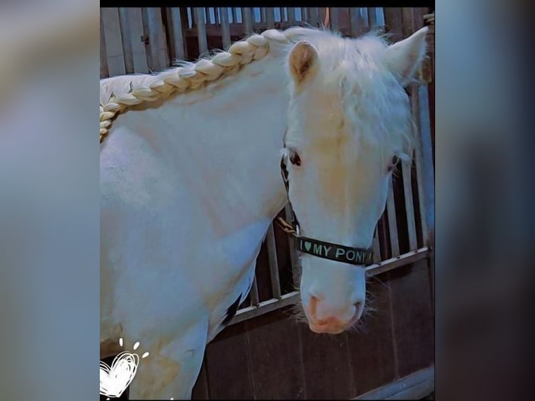 Gypsy Horse Gelding 4 years 12,2 hh Pinto in Westbroek