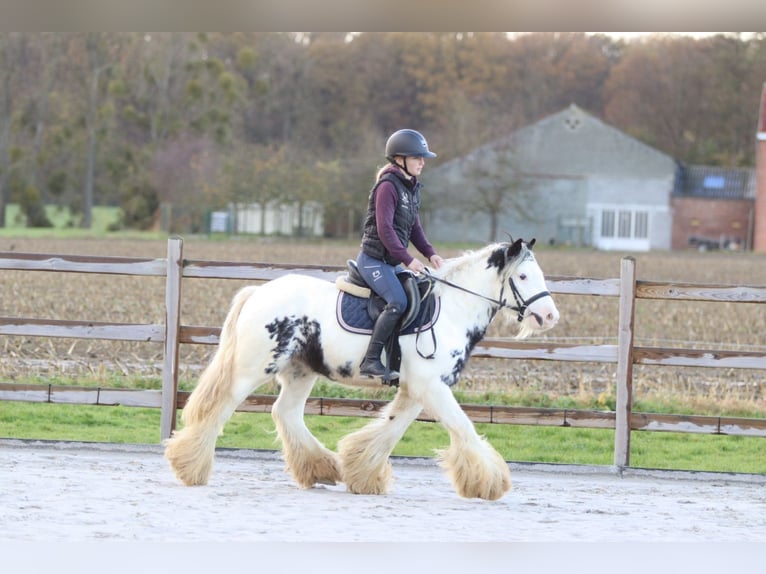 Gypsy Horse Gelding 4 years 12,3 hh Pinto in Bogaarden