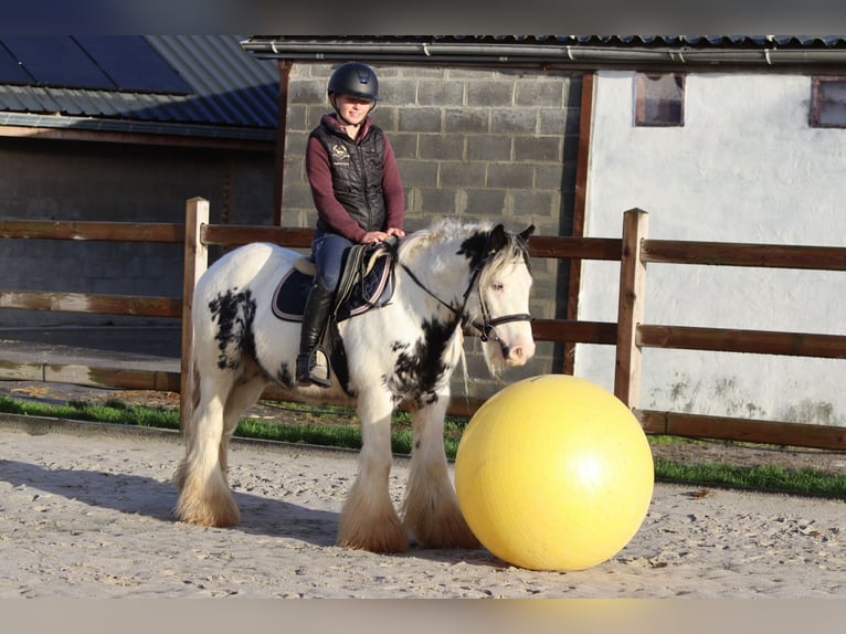 Gypsy Horse Gelding 4 years 12,3 hh Pinto in Bogaarden