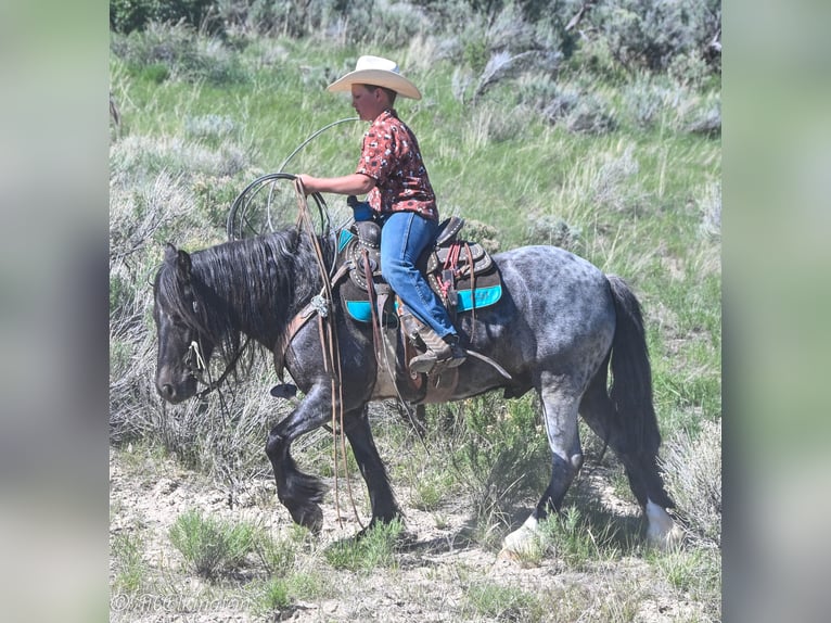 Gypsy Horse Mix Gelding 4 years 12,3 hh Roan-Blue in Rigby, ID