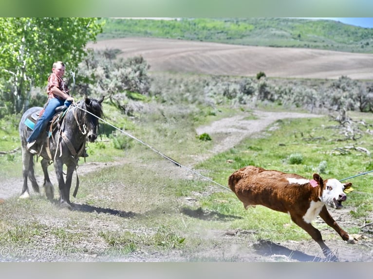 Gypsy Horse Mix Gelding 4 years 12,3 hh Roan-Blue in Rigby, ID