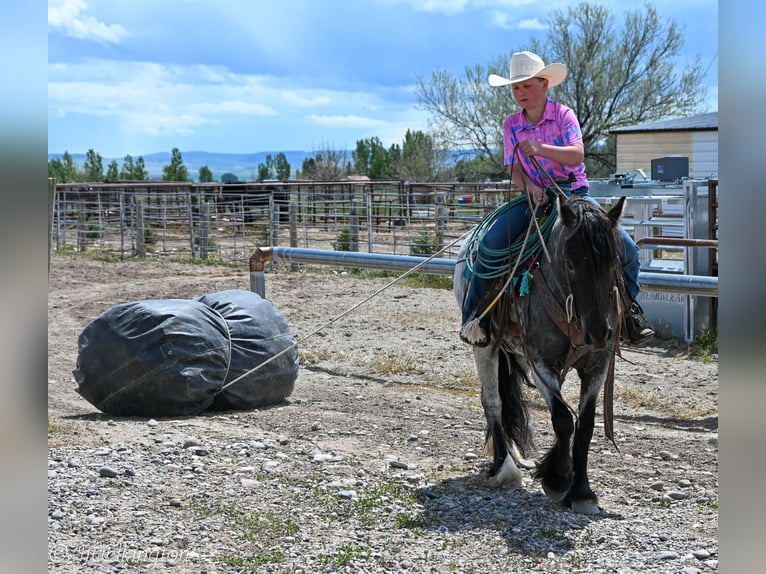Gypsy Horse Mix Gelding 4 years 12,3 hh Roan-Blue in Rigby, ID